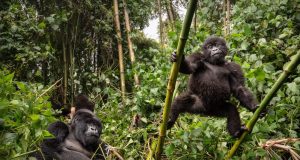 A Guide to Gorilla Trekking Safaris in Africa Mountain Gorilla