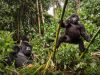 A Guide to Gorilla Trekking Safaris in Africa Mountain Gorilla