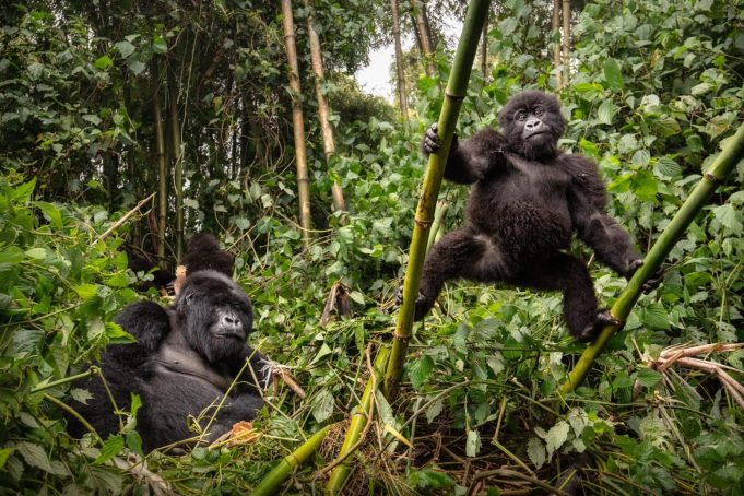 Wild mountain gorilla in the nature habitat. Very rare and endangered animal close up. African wildlife.Big and charismatic creature. Mountain gorillas. Gorilla beringei beringei. Mountain Gorilla