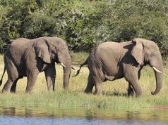 Adventure to See Gorillas and Wildlife in Rwanda Akagera Elephants