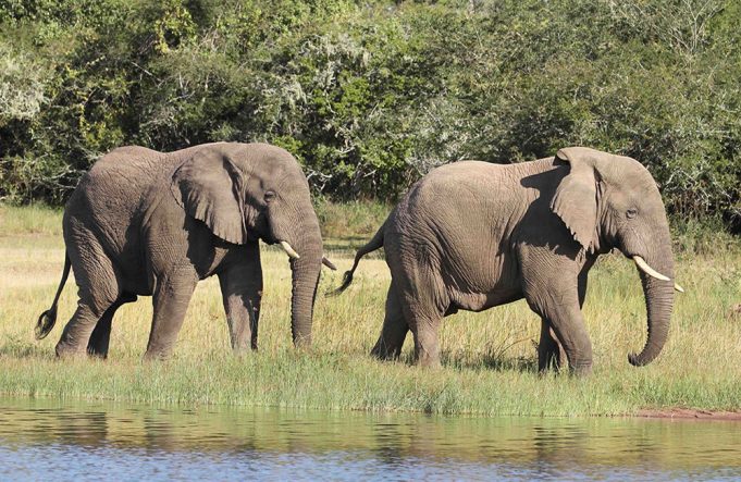 Akagera Elephants