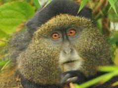 Experience Primate Safaris in Rwanda Golden Monkey in Rwanda
