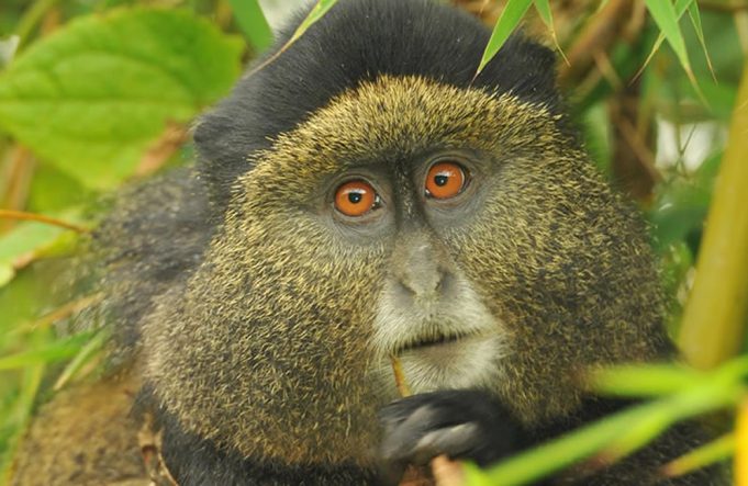 golden-monkey-rwanda Golden Monkey in Rwanda