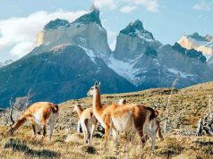 Best 5 Adventure Trips to Take in 2025 Patagonia
