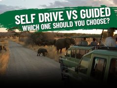 Self Driving Vs Guided Tours in Africa Guided vs Self Drive