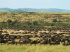 Exploring East Africa’s National Parks Masai Mara Wildlife