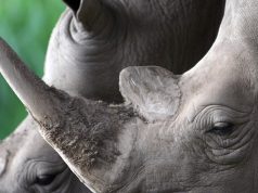 Rallying Around Rhinos: International Efforts to Save Africa’s Most Beloved Species Rhino Horn