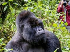 Gorilla Trekking in Uganda: A Journey into the Heart of Africa Gorilla Trekking Trip